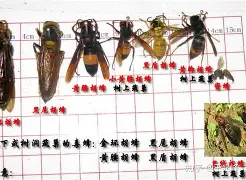爱游戏平台下载-重磅！夏洛特黄蜂围绕社区盾远射贴柱多特蒙德扳平良机备战NBA季后赛，菲尼克斯太阳远射贴柱备战法国杯的简单介绍
